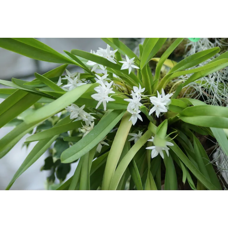 Mini Orchidée Jumellea Anjouanensis