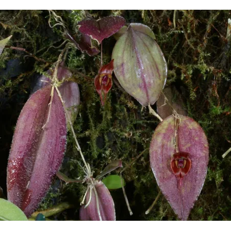 Mini Orchidée Lepanthes Gargoyla x Fiskei