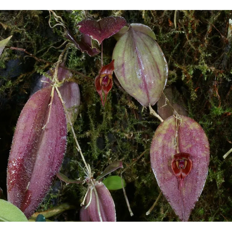 Mini Orchidée Lepanthes Gargoyla x Fiskei