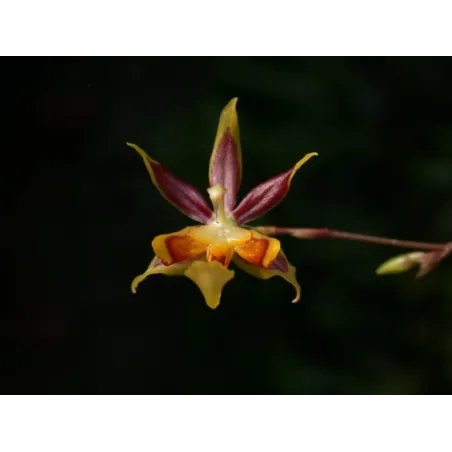 Mini Orchidée Sigmatostalix sp