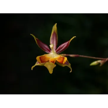 Mini Orchidée Sigmatostalix sp