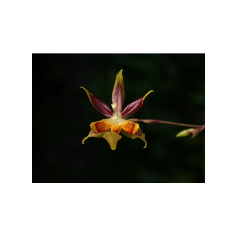 Mini Orchidée Sigmatostalix sp
