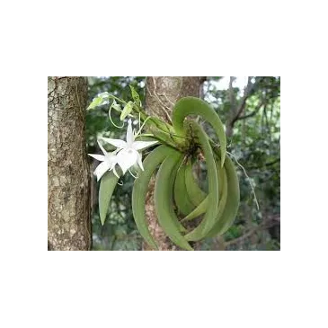 Mini Orchidée Angraecum Leonis