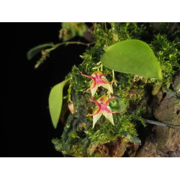 Mini Orchidée lepanthes Teretipetala