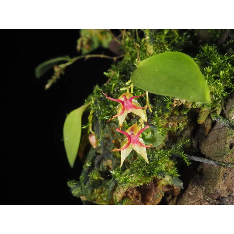 Mini Orchidée lepanthes Teretipetala
