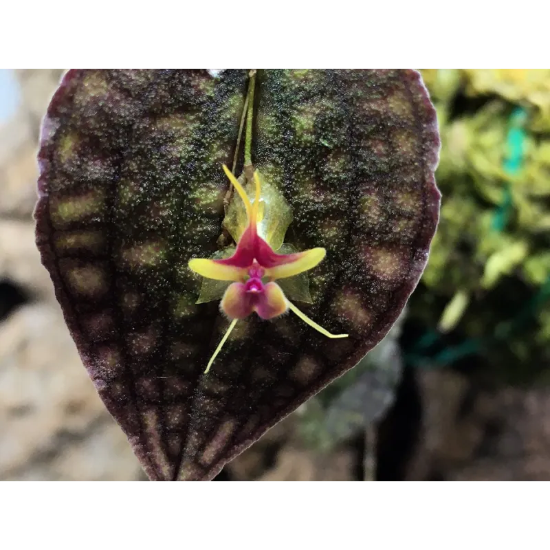 Mini Orchidée lepanthes Saltatrix