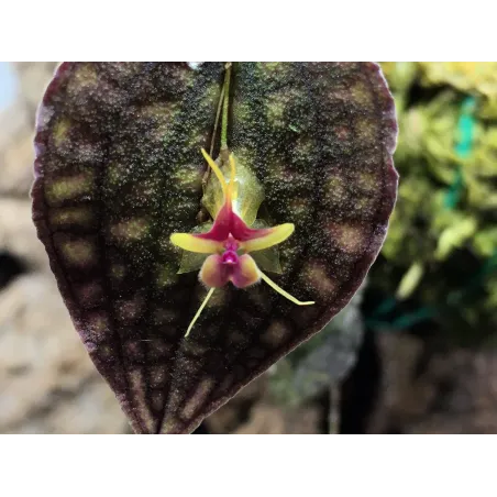 Mini Orchidée lepanthes Saltatrix