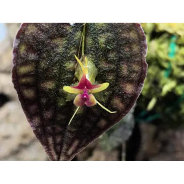 Mini Orchidée lepanthes Saltatrix