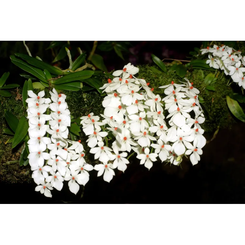 Mini Orchidée Aerangis Luteoalba var. Rhodosticta