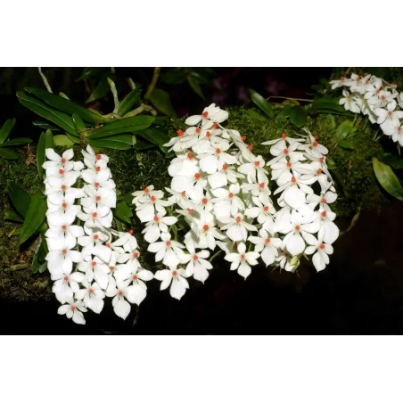 Mini Orchidée Aerangis Luteoalba var. Rhodosticta