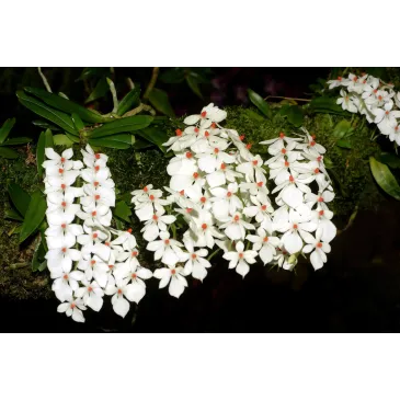 Mini Orchidée Aerangis Luteoalba var. Rhodosticta