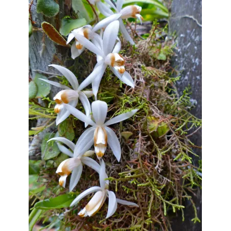 Mini Orchidée Coelogyne Swaniana
