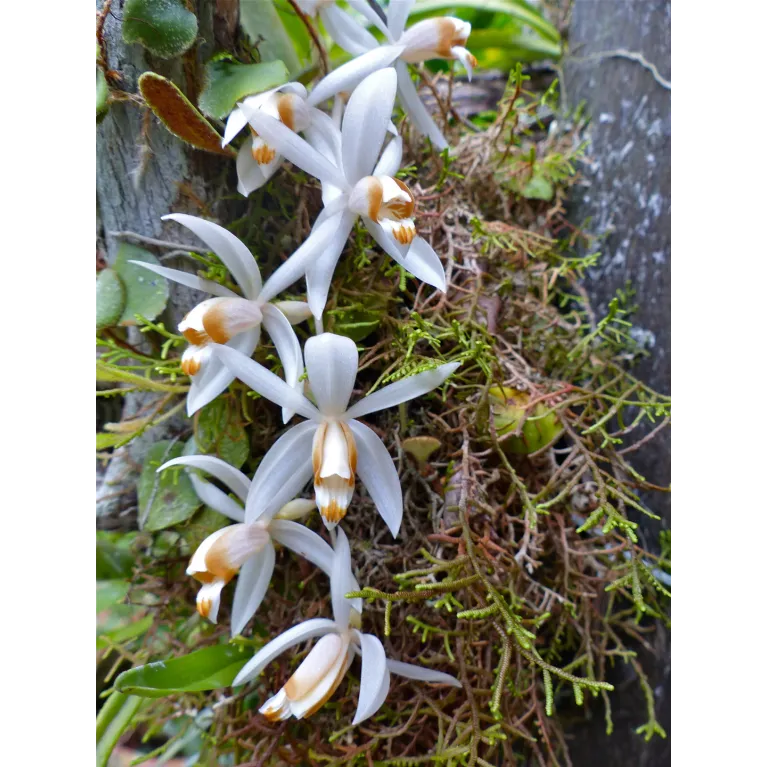 Mini Orchidée Coelogyne Swaniana