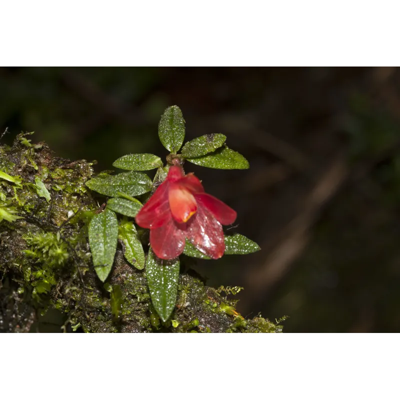 Mini Orchidée Dendrobium Cuthbertsonii