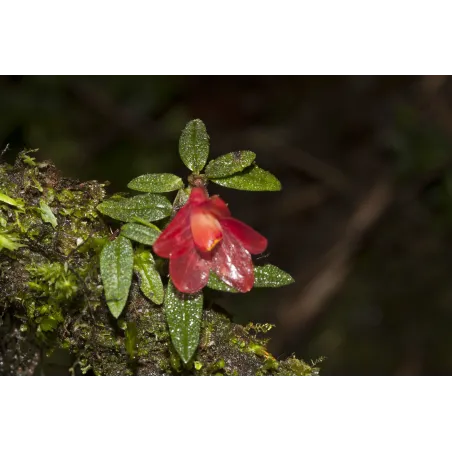 Mini Orchidée Dendrobium Cuthbertsonii