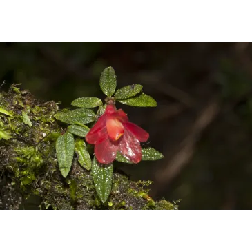 Mini Orchidée Dendrobium Cuthbertsonii
