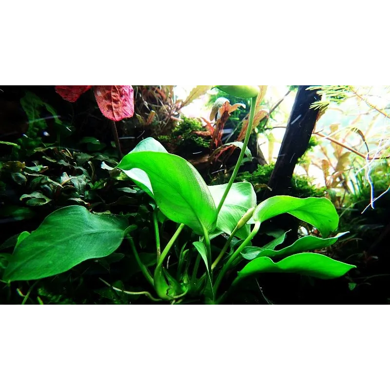 Anubias barteri var. nana
