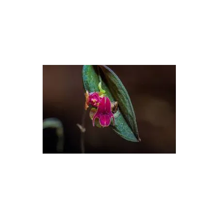 Mini Orchidée lepanthes Expansa