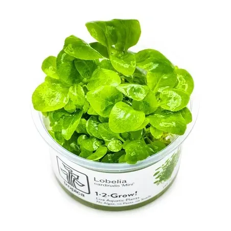 Lobelia cardinalis 'mini' in vitro plante de premier plan chez Aquadesigner