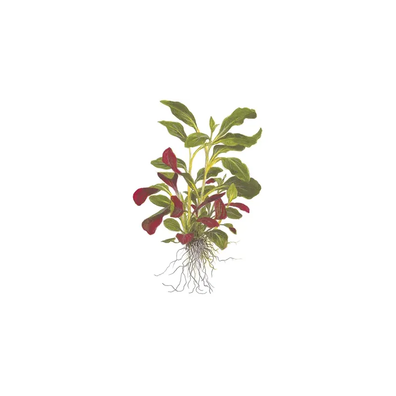Lobelia Cardinalis, plante de second et troisième plan chez Aquadesigner-shop
