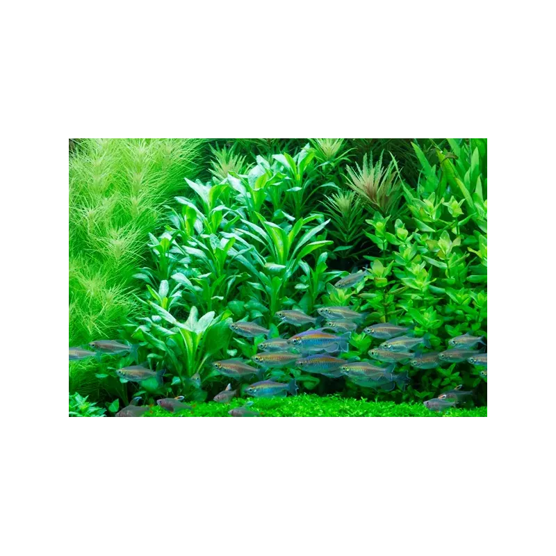 Lobelia Cardinalis, plante de second et troisième plan chez Aquadesigner-shop