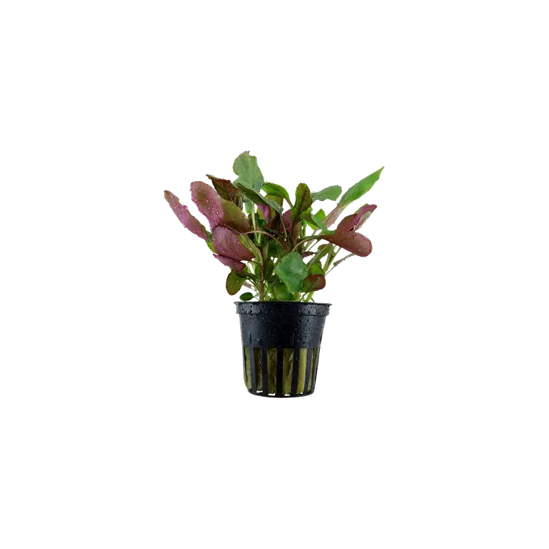 Lobelia Cardinalis, plante de second et troisième plan chez Aquadesigner-shop