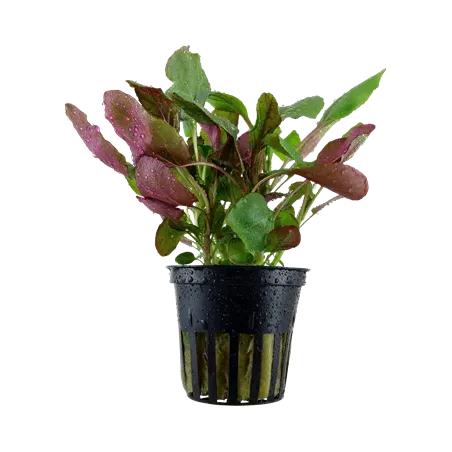 Lobelia Cardinalis, plante de second et troisième plan chez Aquadesigner-shop