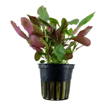 Lobelia Cardinalis, plante de second et troisième plan chez Aquadesigner-shop