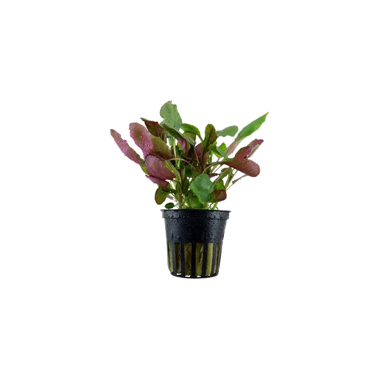 Lobelia Cardinalis, plante de second et troisième plan chez Aquadesigner-shop