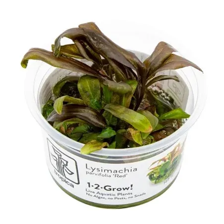 Lysimachia parvifolia 'Red' plante aquatique feuilles colorées chez Aquadesigner-shop