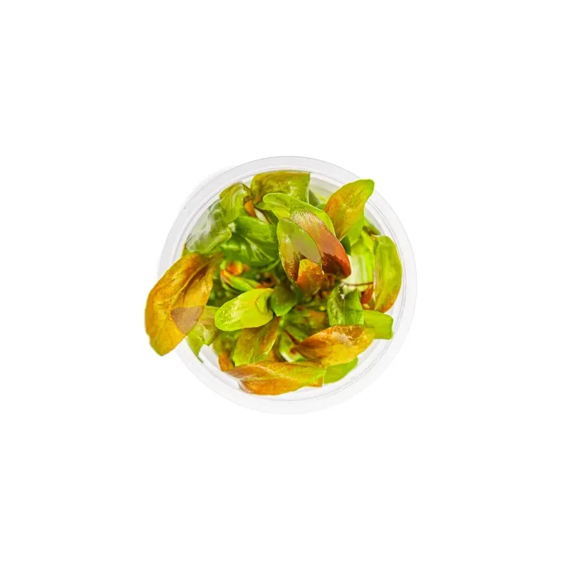 Lysimachia parvifolia 'Red' plante aquatique feuilles colorées chez Aquadesigner-shop