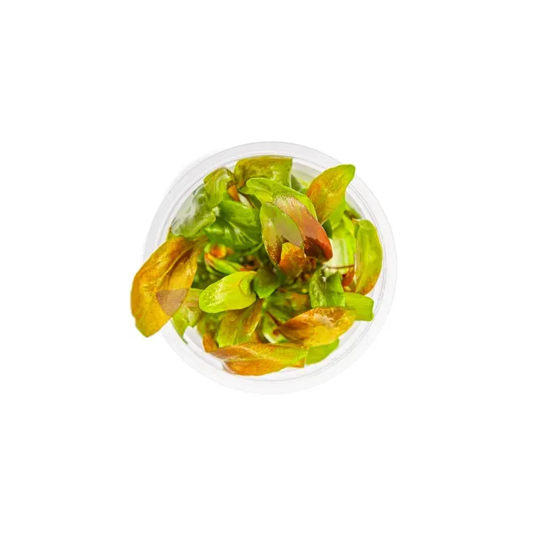 Lysimachia parvifolia 'Red' plante aquatique feuilles colorées chez Aquadesigner-shop