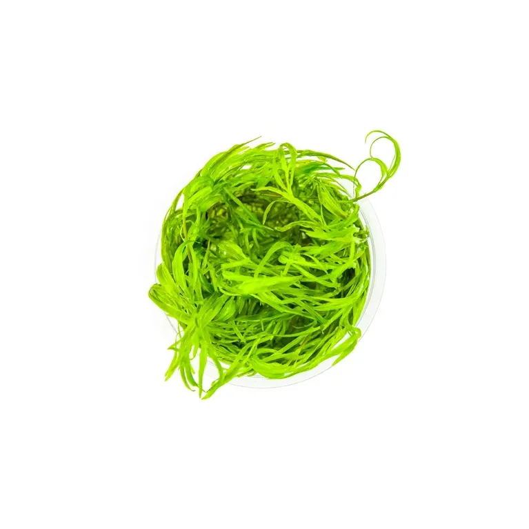 Najas guadalupensis 'Guppy Grass' in vitro plante à croissance rapide pour élevage guppy chez aquadesigner-shop