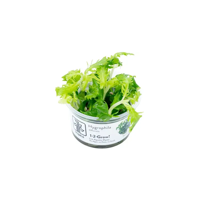 Hygrophila difformis in vitro plante croissance rapide chez Aquadesigner-shop