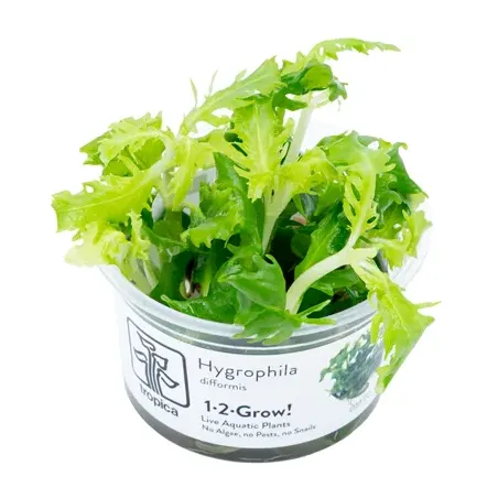 Hygrophila difformis in vitro plante croissance rapide chez Aquadesigner-shop