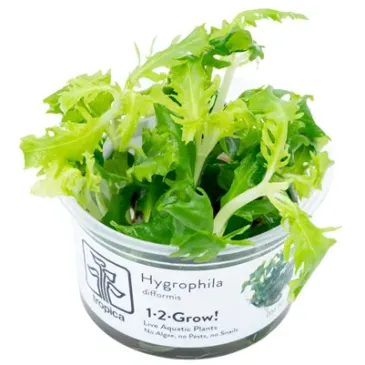 Hygrophila difformis in vitro plante croissance rapide chez Aquadesigner-shop
