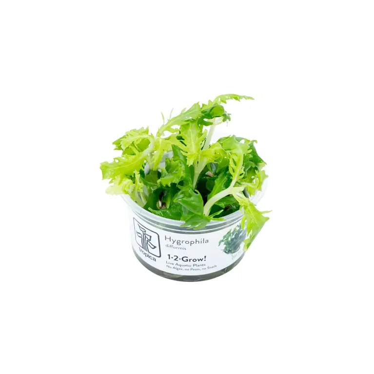 Hygrophila difformis in vitro plante croissance rapide chez Aquadesigner-shop