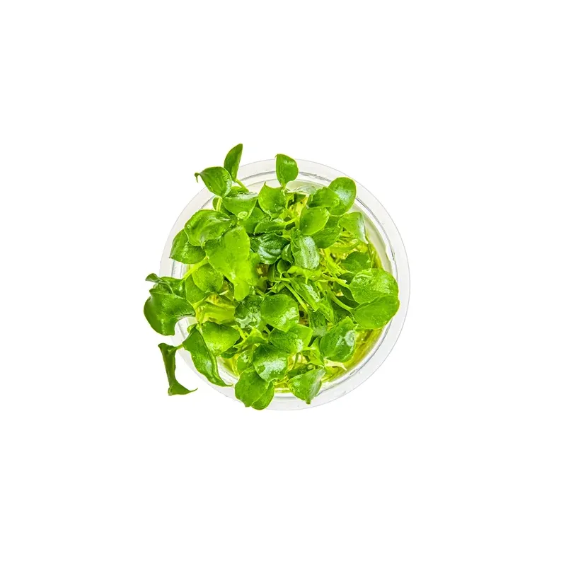 Schismatoglottis prietoi in vitro plante épiphyte chez aquadesigner-shop
