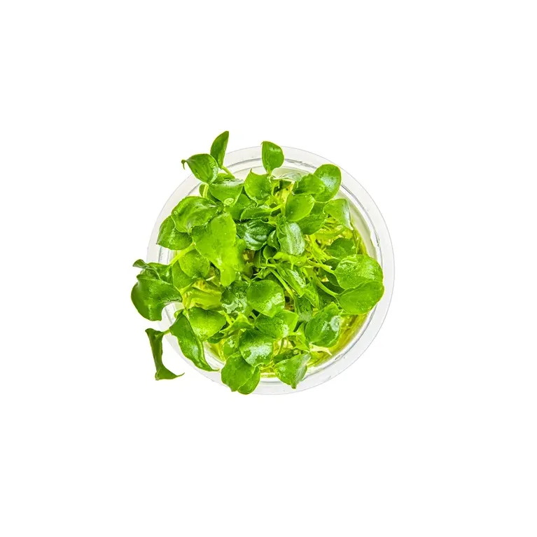 Schismatoglottis prietoi in vitro plante épiphyte chez aquadesigner-shop