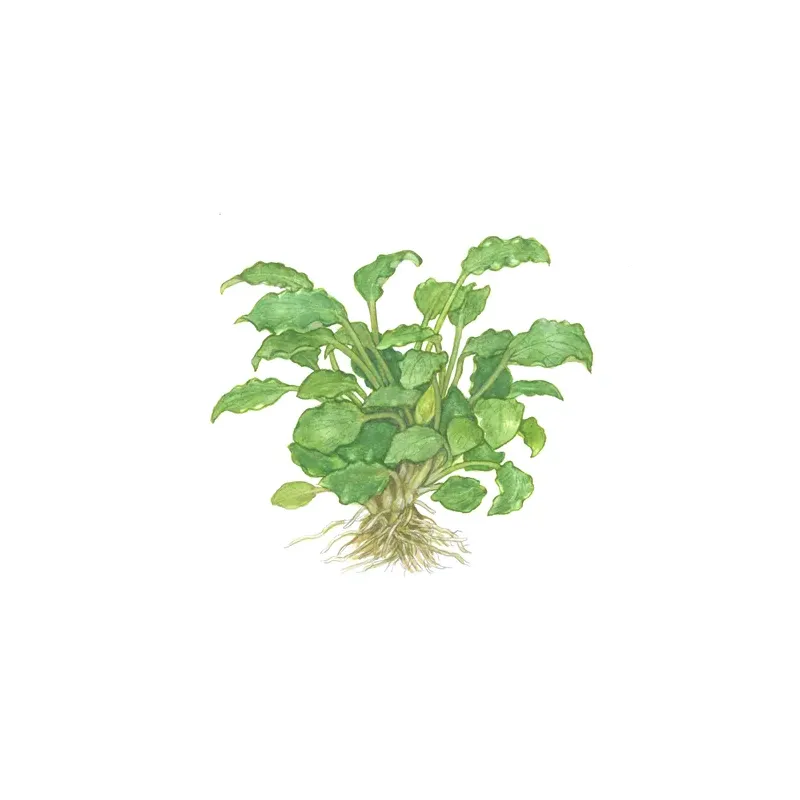 Schismatoglottis prietoi in vitro plante épiphyte chez aquadesigner-shop