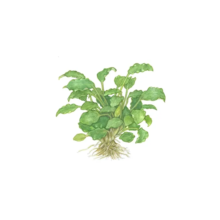 Schismatoglottis prietoi in vitro plante épiphyte chez aquadesigner-shop