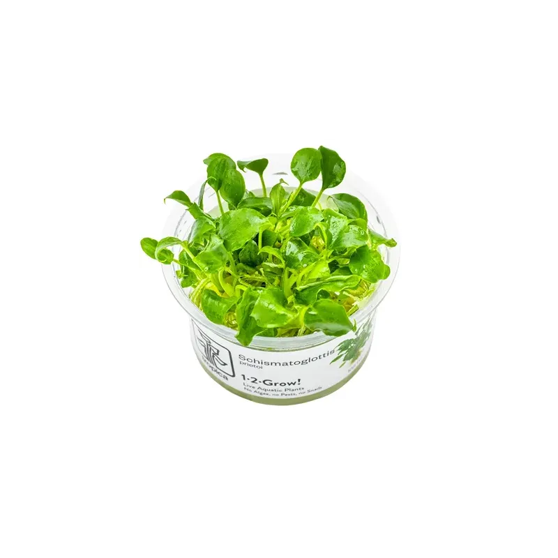 Schismatoglottis prietoi in vitro plante épiphyte chez aquadesigner-shop