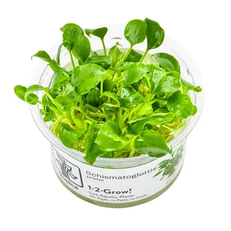 Schismatoglottis prietoi in vitro plante épiphyte chez aquadesigner-shop