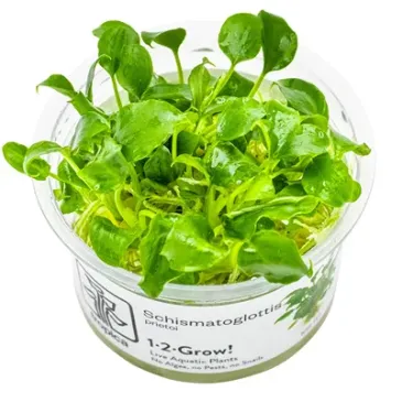 Schismatoglottis prietoi in vitro plante épiphyte chez aquadesigner-shop