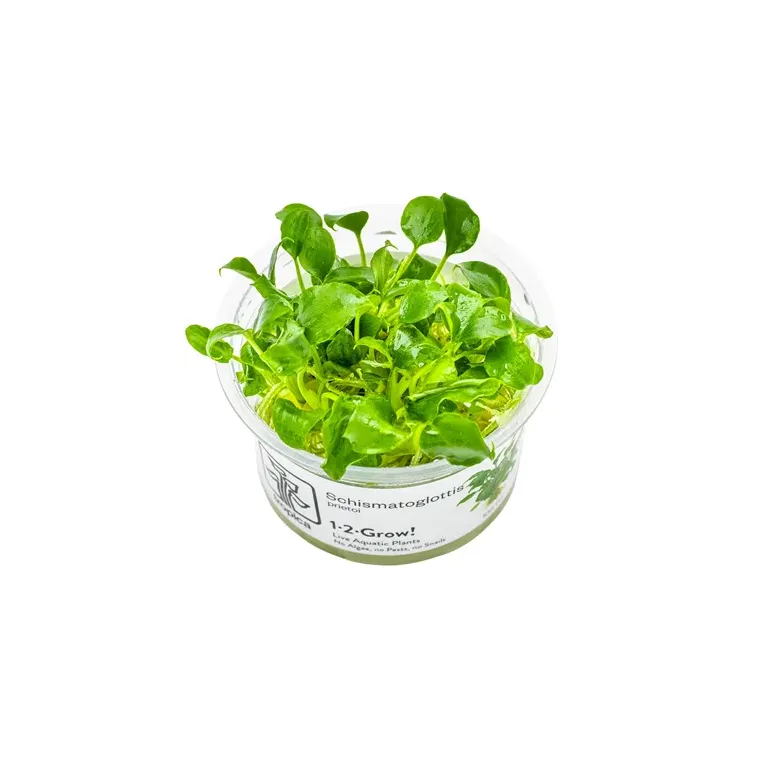Schismatoglottis prietoi in vitro plante épiphyte chez aquadesigner-shop