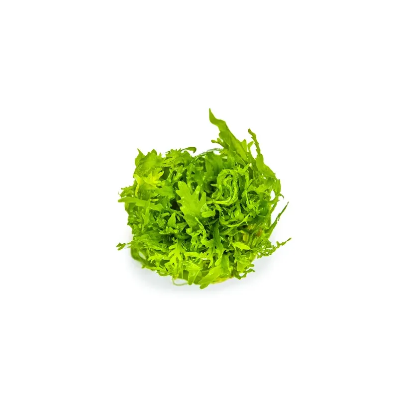 Hygrophila odora in vitro plante de fond dentelée chez Aquadesigner-shop