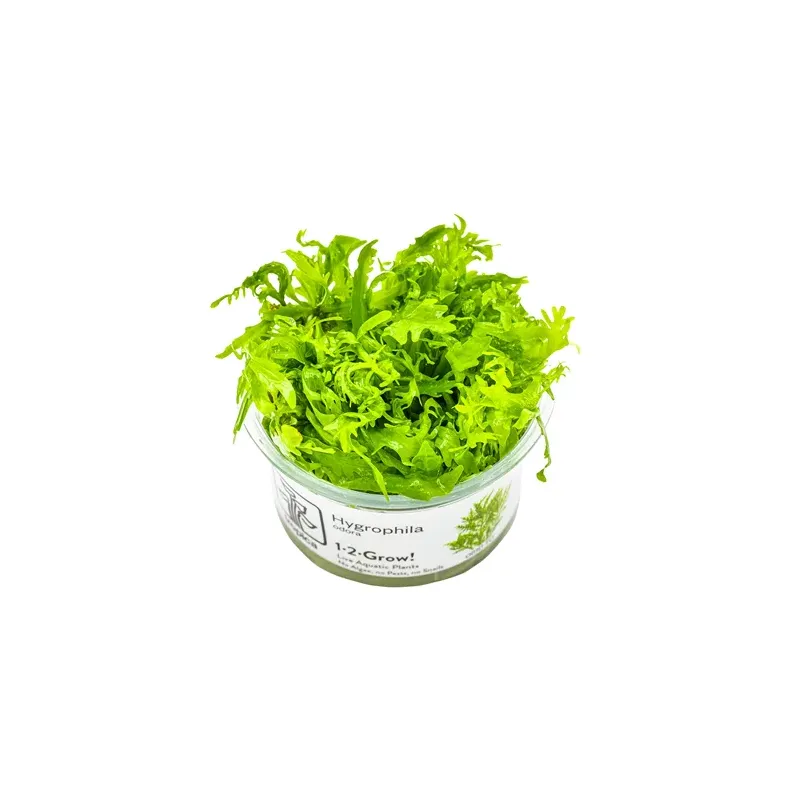 Hygrophila odora in vitro plante de fond dentelée chez Aquadesigner-shop