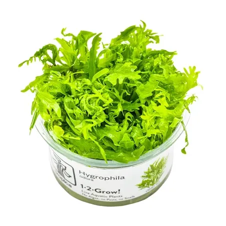 Hygrophila odora in vitro plante de fond dentelée chez Aquadesigner-shop