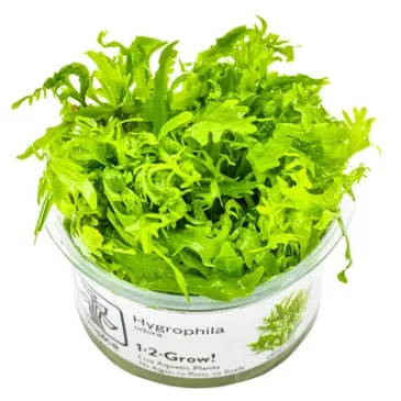 Hygrophila odora in vitro plante de fond dentelée chez Aquadesigner-shop