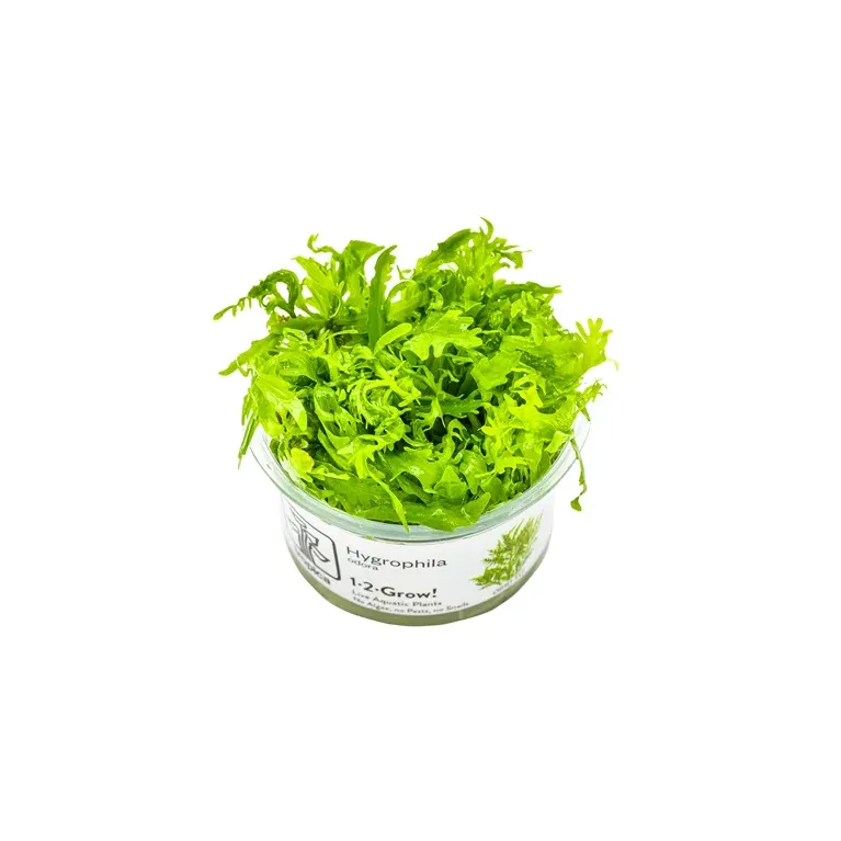 Hygrophila odora in vitro plante de fond dentelée chez Aquadesigner-shop